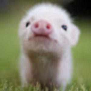 Meet your Posher, Ashleigh